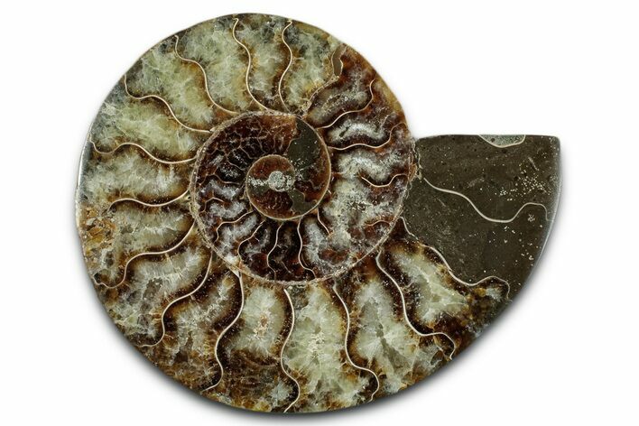 Cut & Polished Ammonite Fossil (Half) - Madagascar #349075